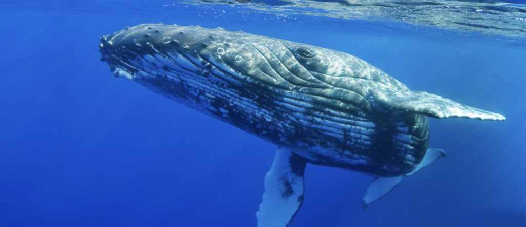 2019 Maui Whale Festival