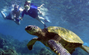 kayak and snorkel turtle reef olowalu 