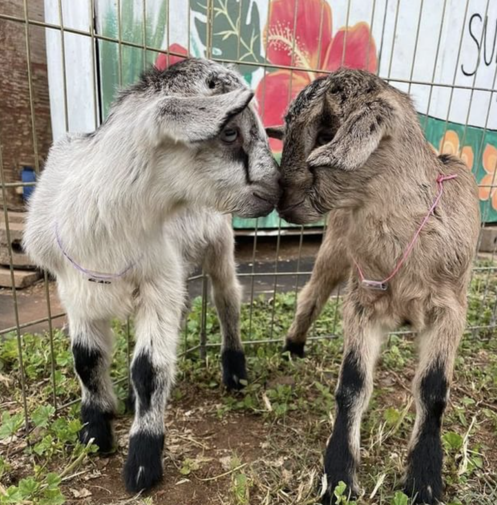 two baby goats kissing 