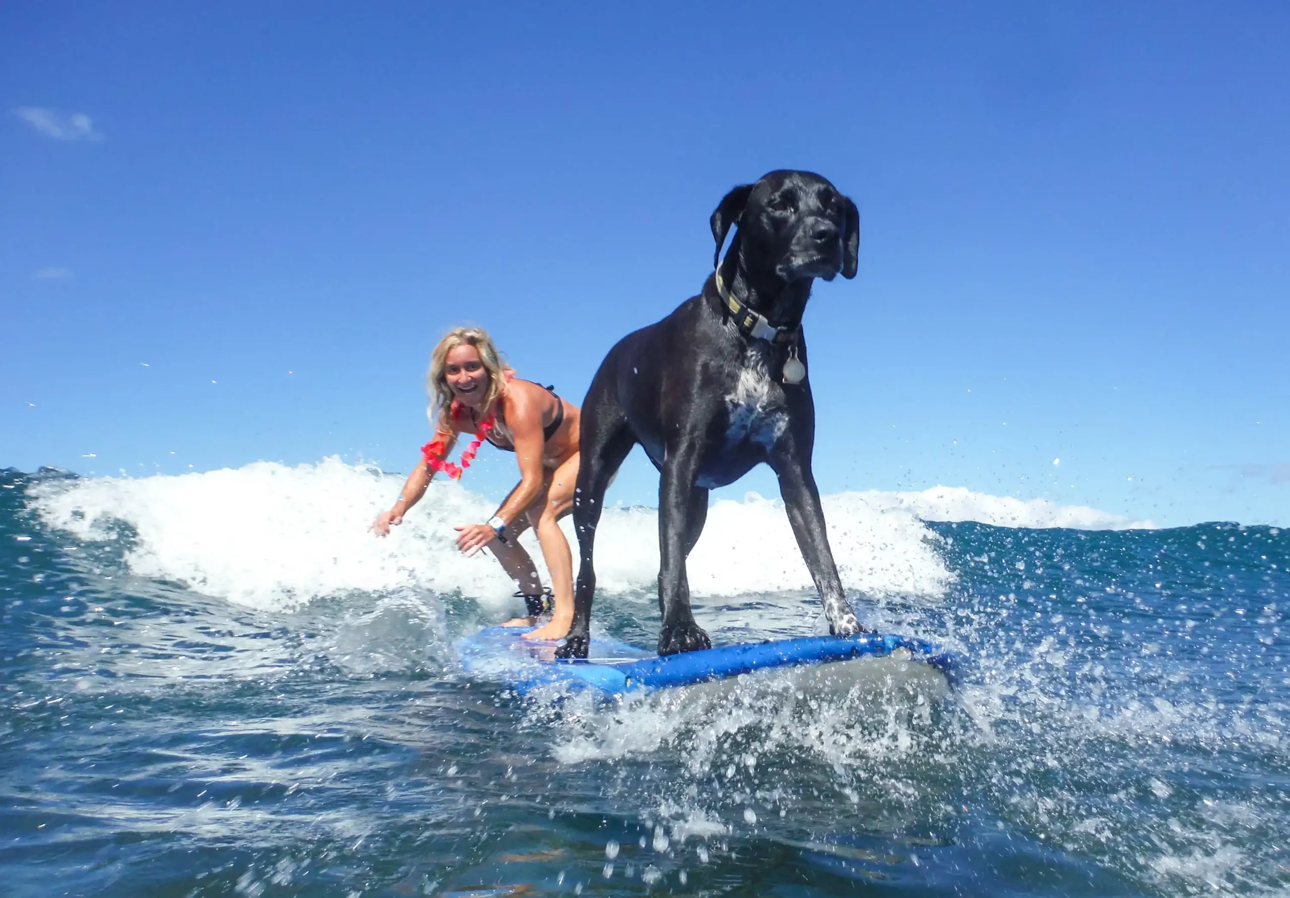 S0900852 Maui Surf Lessons | Surf Dog | Lahaina Surf Lessons